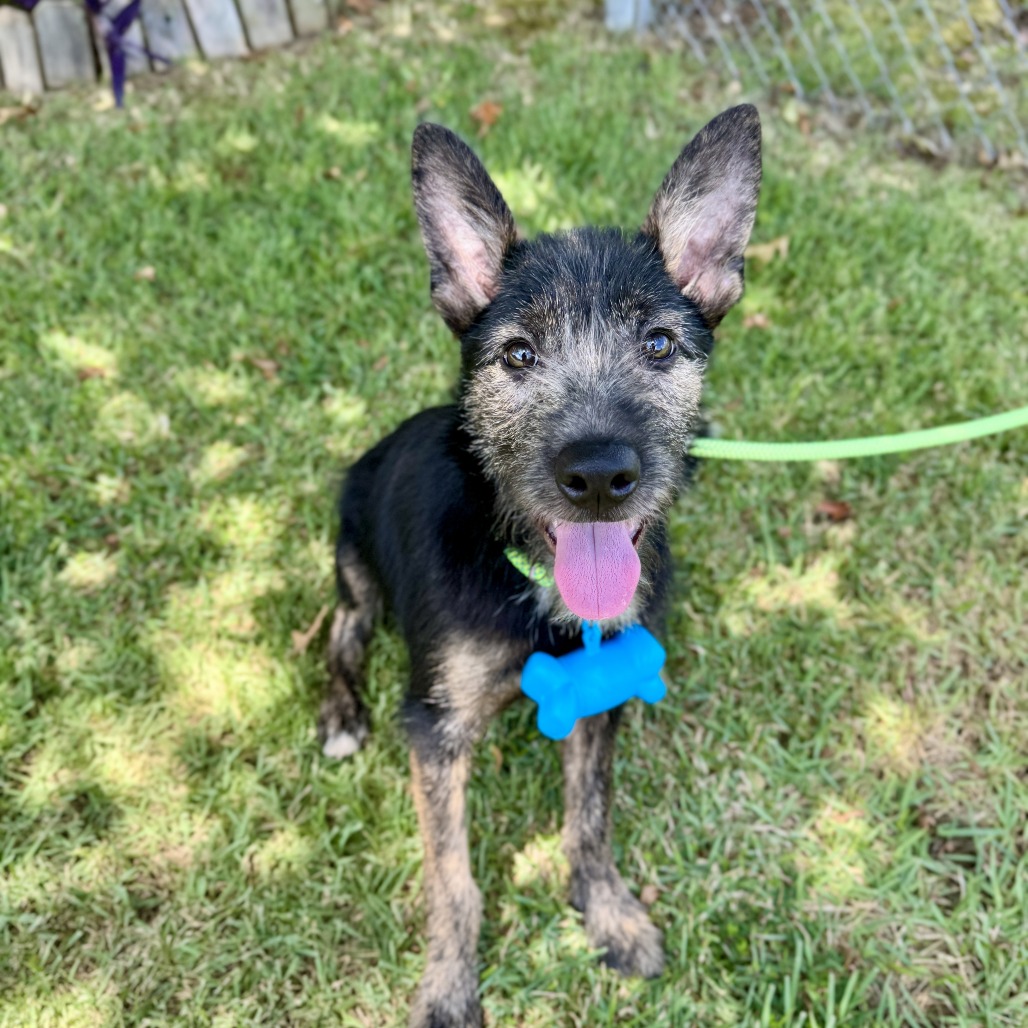 Theo - Mixed Breed (Small)