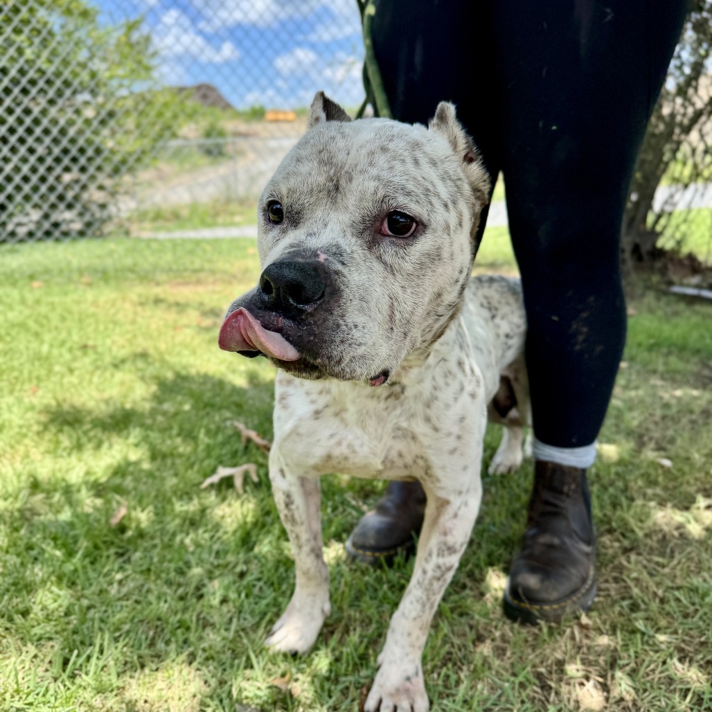 Coffee Bean - Mixed Breed (Medium)