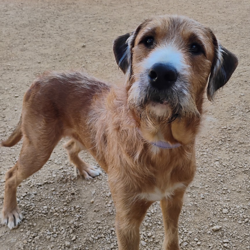 Flounder - Mixed Breed (Large)