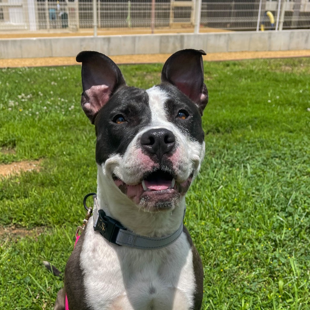 Zola - Mixed Breed (Medium)