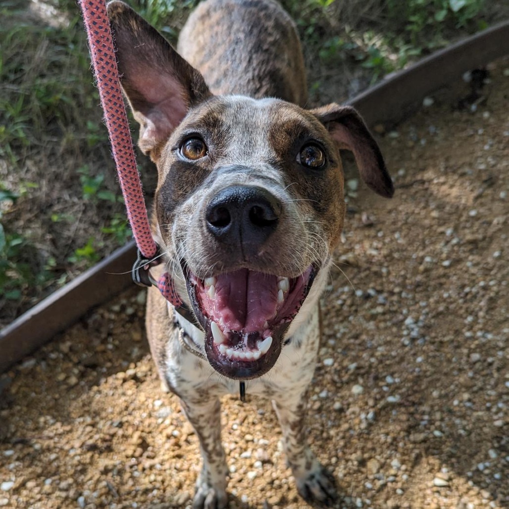 Kenneth - Mixed Breed (Large)