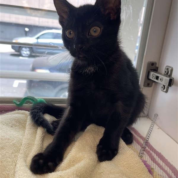 Narwhal - Domestic Shorthair