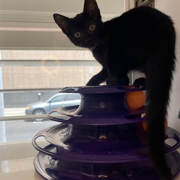 Barnacle - Domestic Shorthair