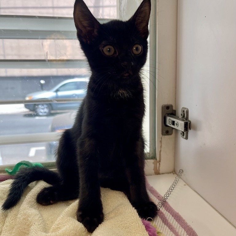 Orcinus - Domestic Shorthair