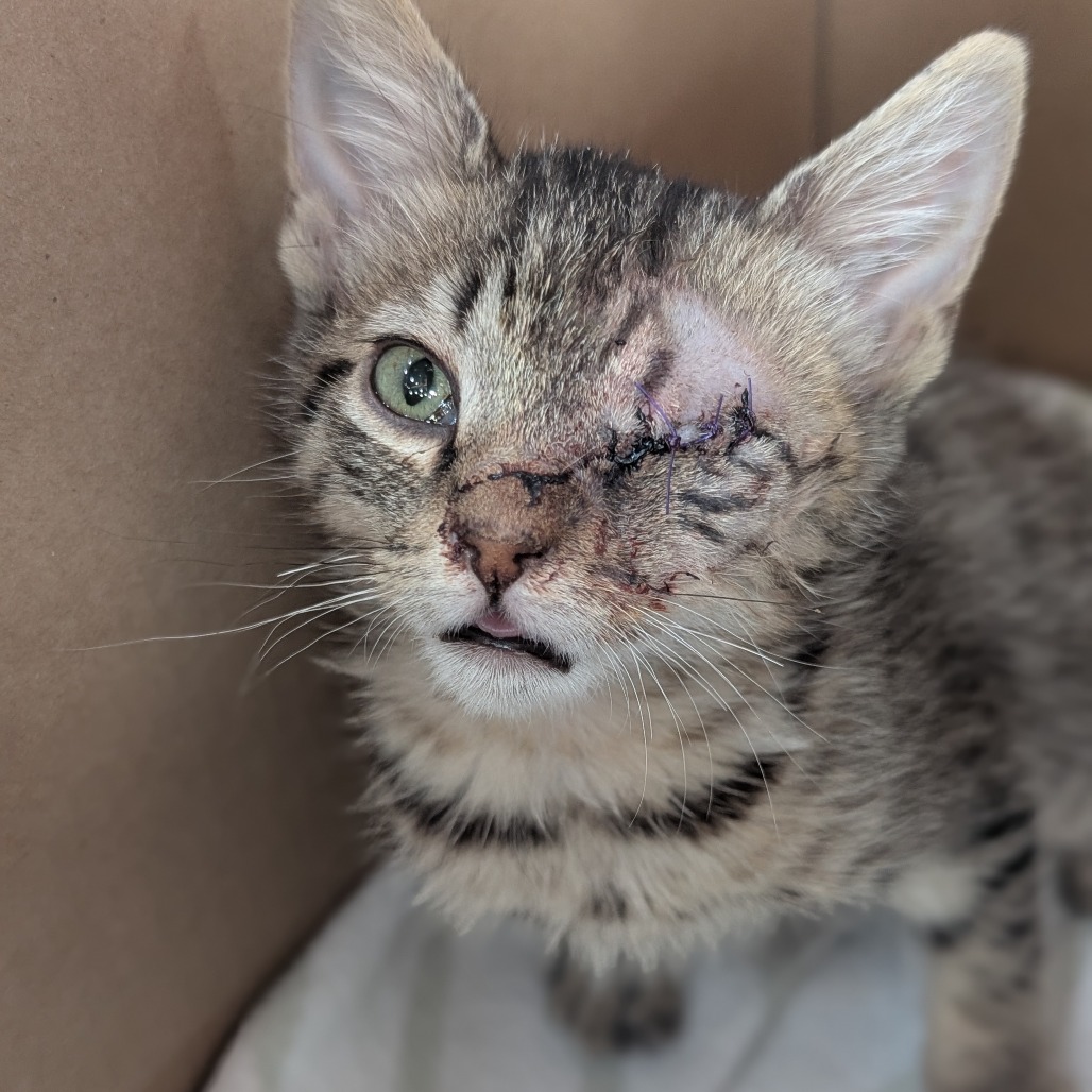 Rocky - Domestic Shorthair