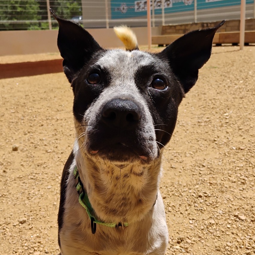 Camino - Mixed Breed (Small)