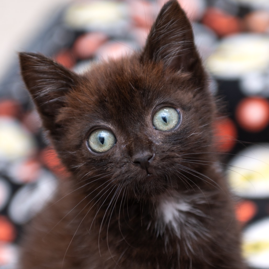 Cubby - Domestic Shorthair