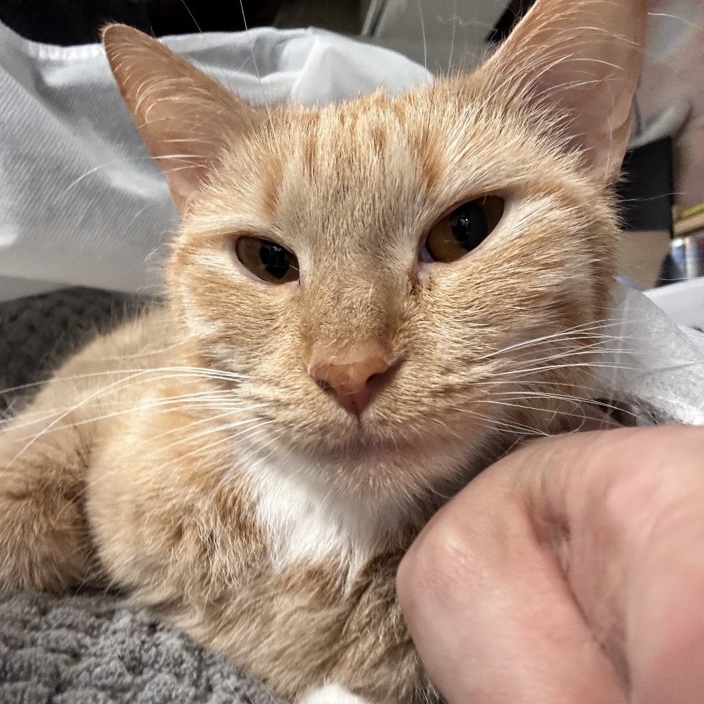 Orangina - Domestic Shorthair