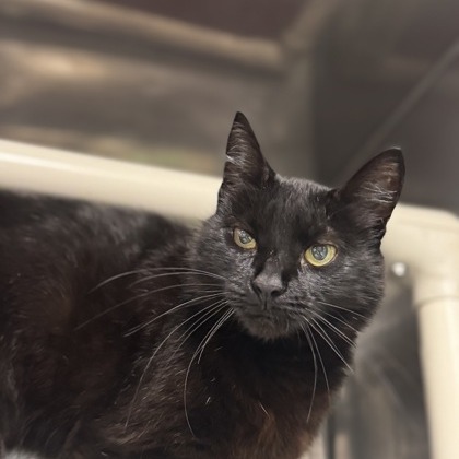 Mary Lou - Domestic Shorthair