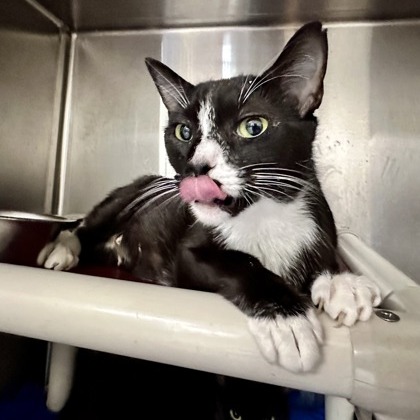 Esme - Domestic Shorthair