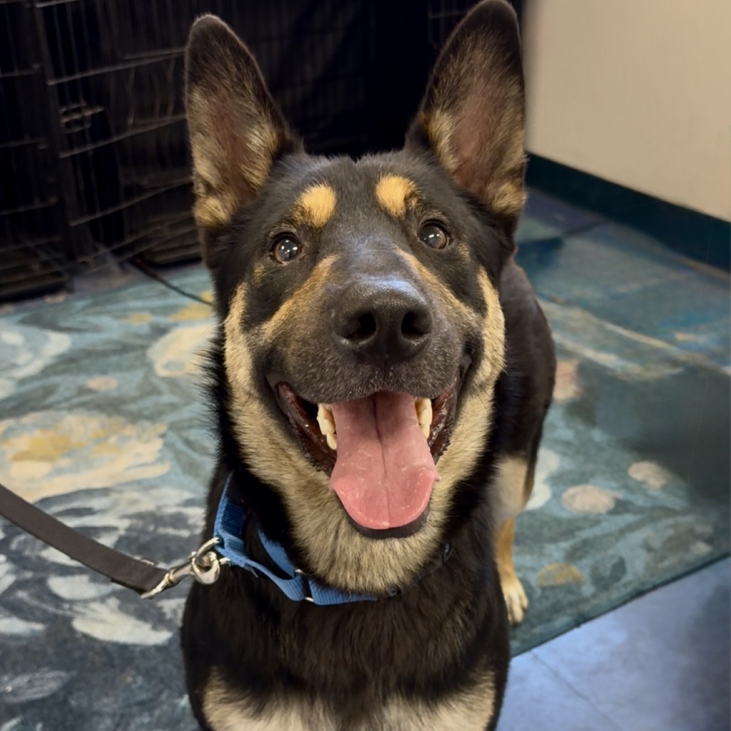 Mermaid Man - Shepherd, German/Mix