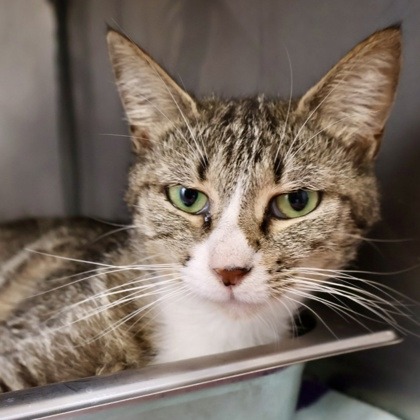 Shelby Eggplant - Domestic Shorthair