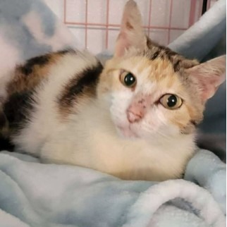 Critter - Domestic Shorthair