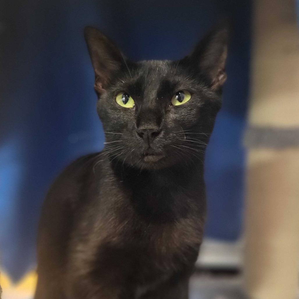 Party Bus - Domestic Shorthair