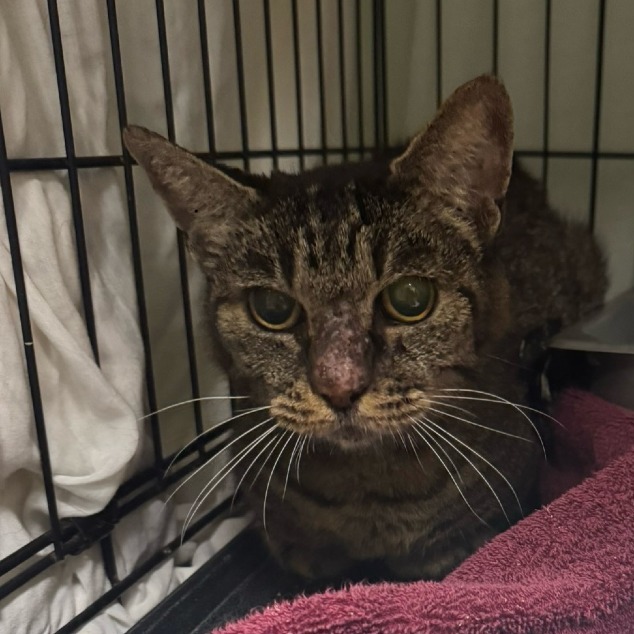 McRib - Domestic Medium Hair