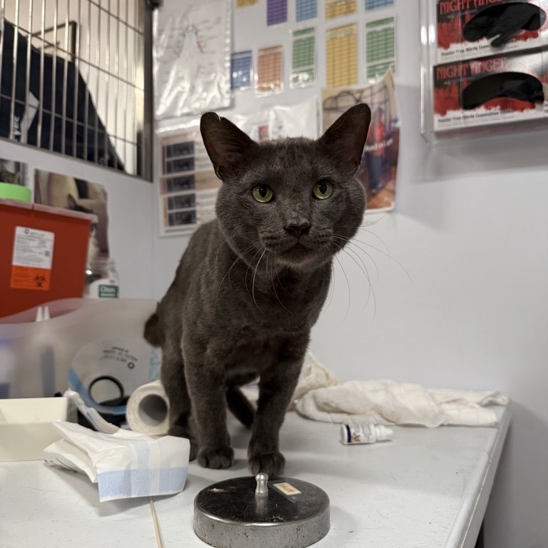 Charming - Domestic Shorthair