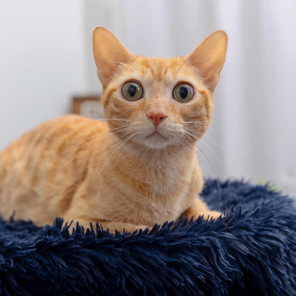 Tugboat - Domestic Shorthair