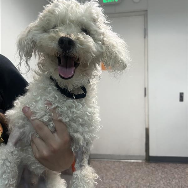 Rudy - Mixed Breed (Small)/Poodle, Miniature