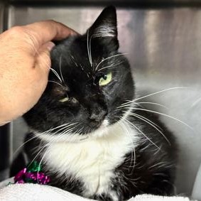 Dunkins - Domestic Shorthair