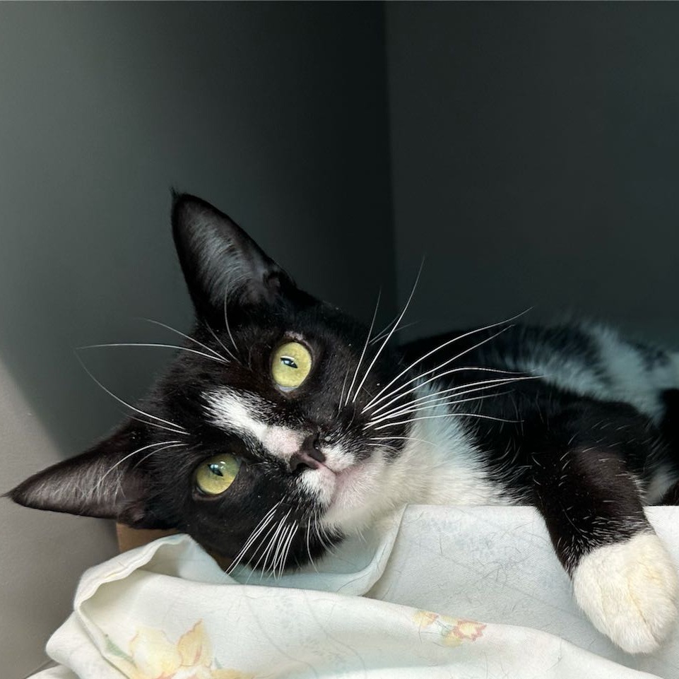 Panda - Domestic Shorthair