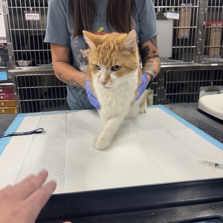 Wanda - Domestic Shorthair