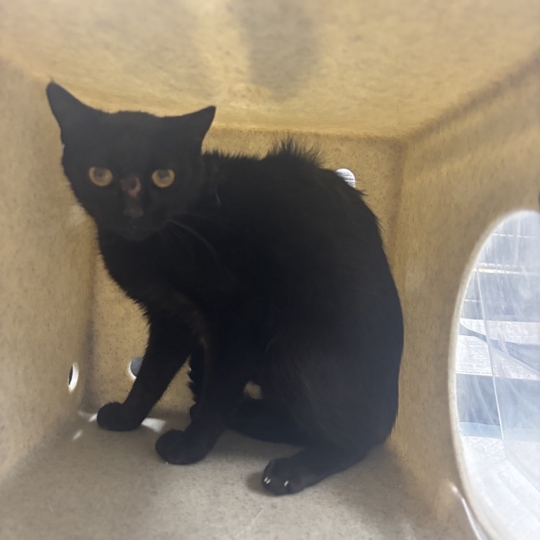 Tiramisu - Domestic Shorthair