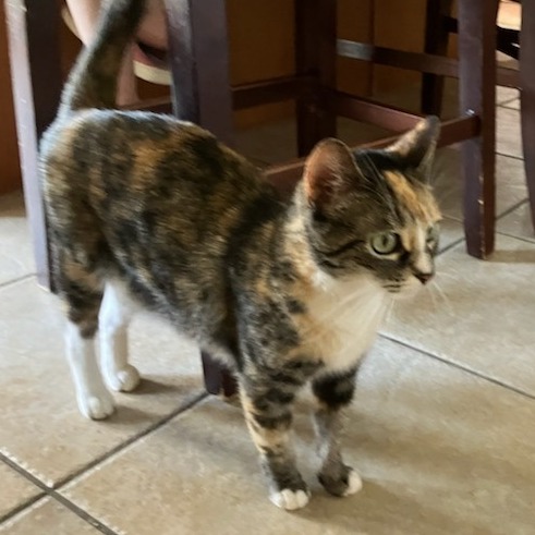 Atlantic - Domestic Shorthair