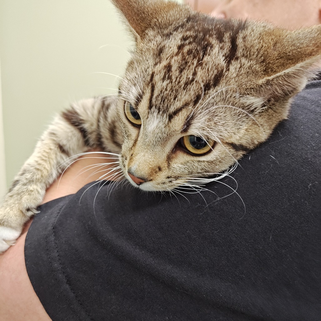 Vampire Squid - Domestic Shorthair