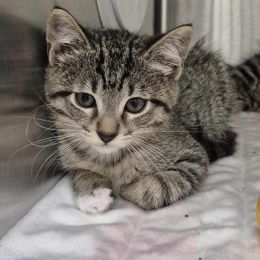 Tiger Prawn - Domestic Shorthair