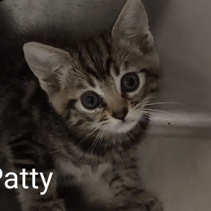 Dogfish - Domestic Shorthair