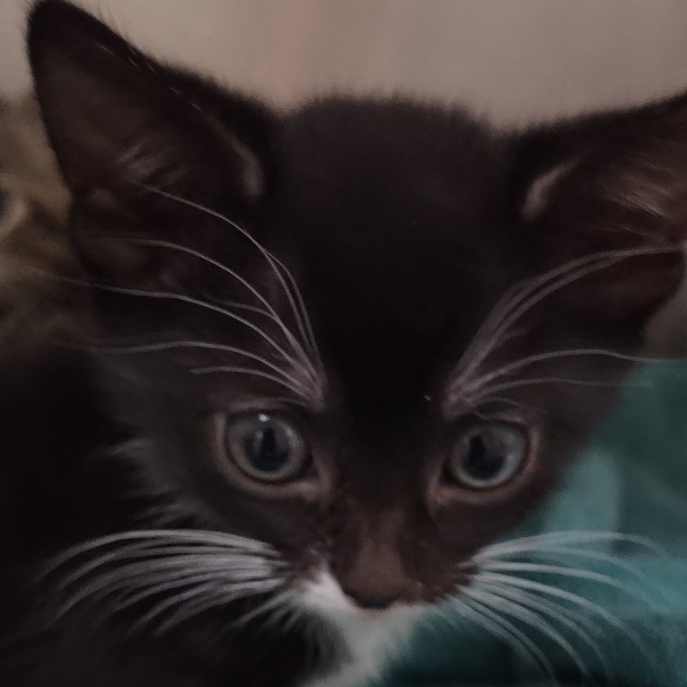 Oarfish - Domestic Shorthair