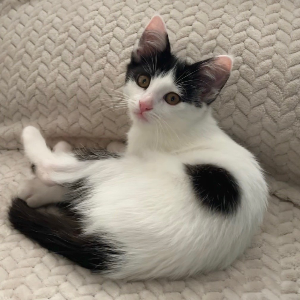 Ariel - Domestic Shorthair