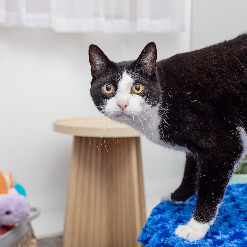 Tuna - Domestic Shorthair