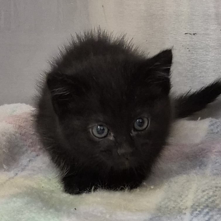 Bluebottle - Domestic Shorthair