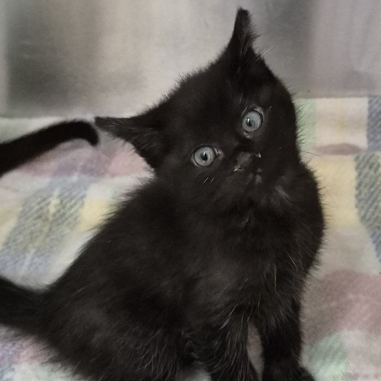 Seagull - Domestic Shorthair