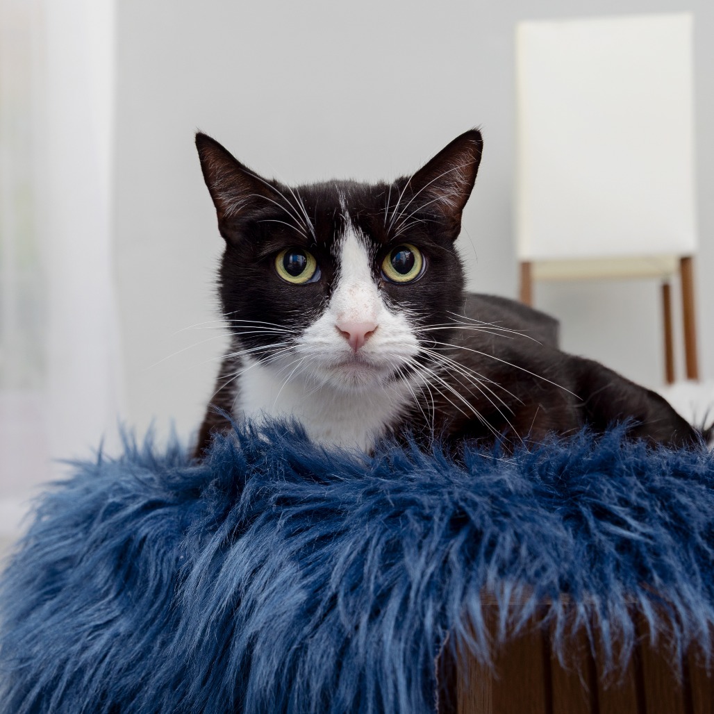 Clownfish - Domestic Shorthair