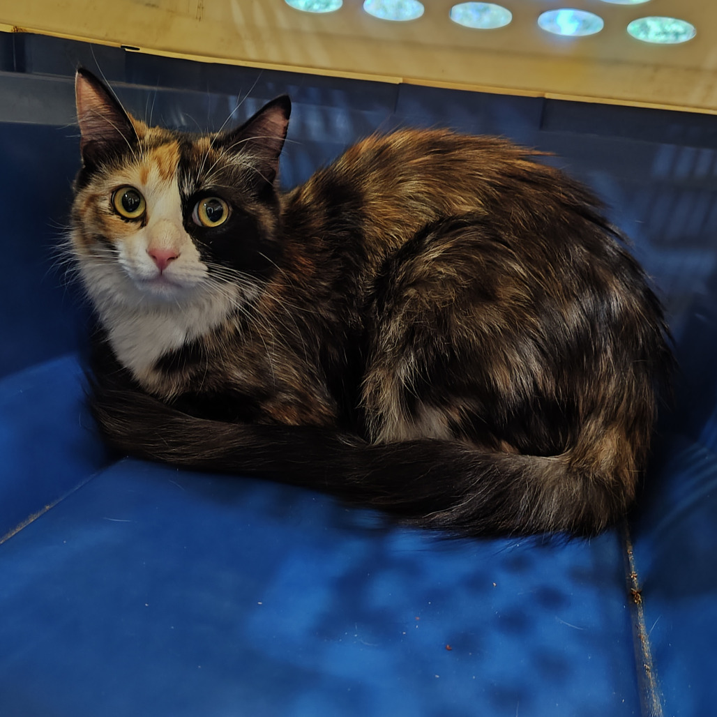 Leafy Seadragon - Domestic Longhair