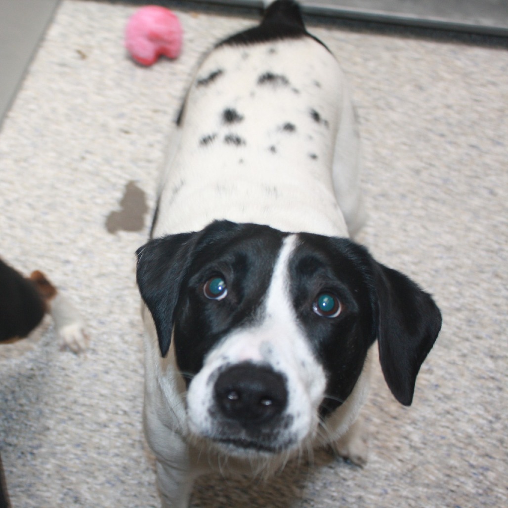 Allie - Mixed Breed (Medium)/Collie, Border