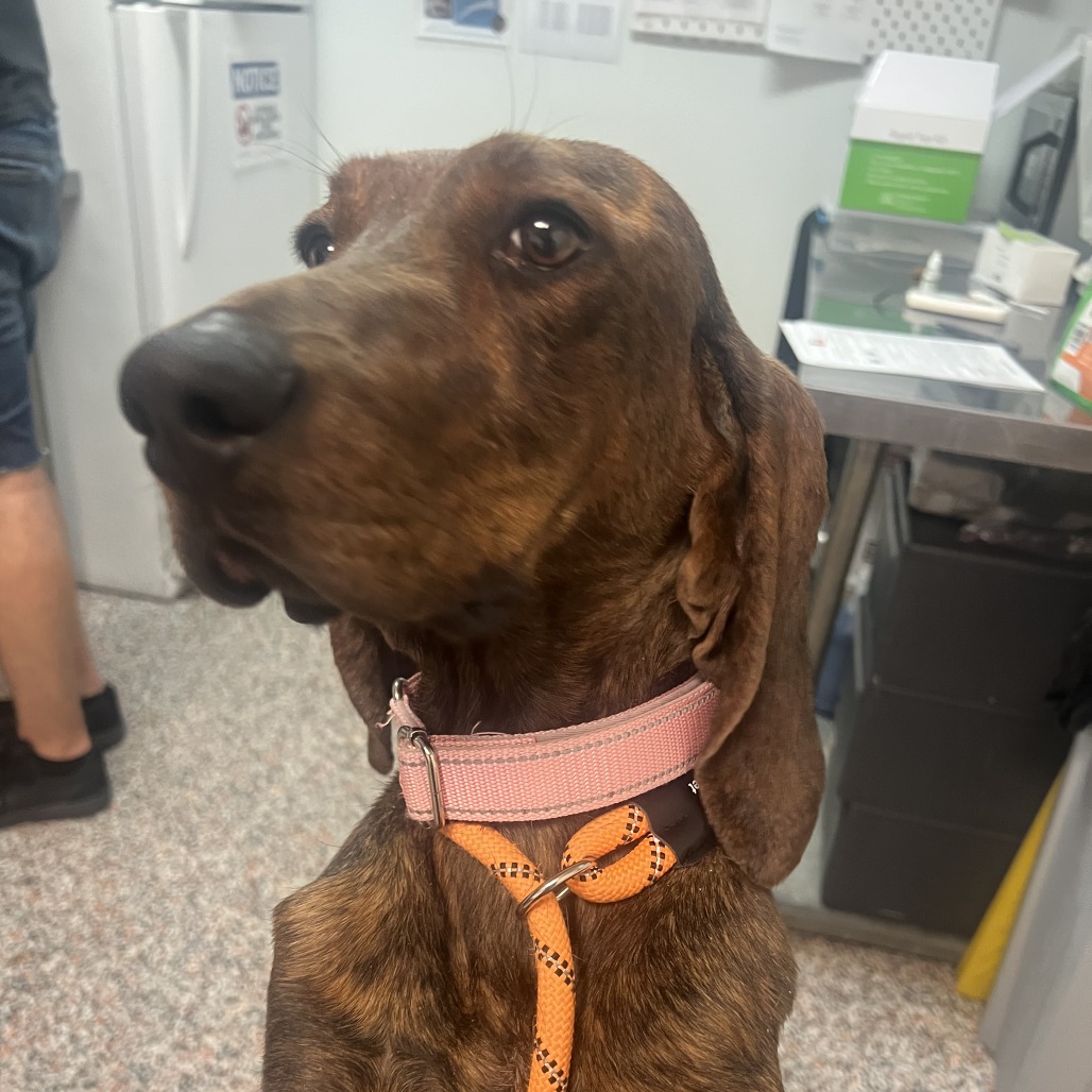 Effie - Mixed Breed (Medium)/Hound