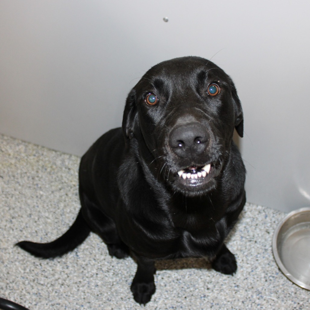 Tanner - Mixed Breed (Medium)/Retriever, Black Labrador