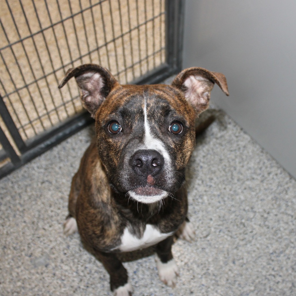 Barker - Mixed Breed (Medium)/Boxer