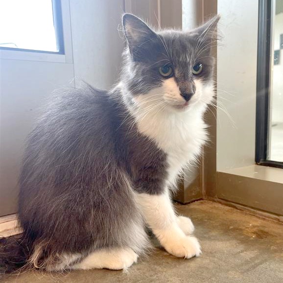 Lucy - Domestic Longhair