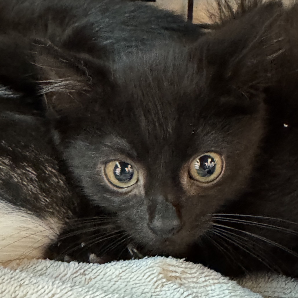 Victor - Domestic Shorthair