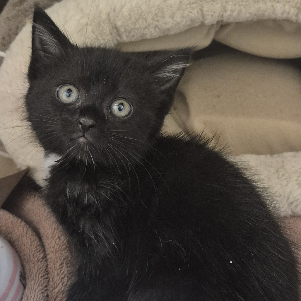 Drift - Domestic Shorthair