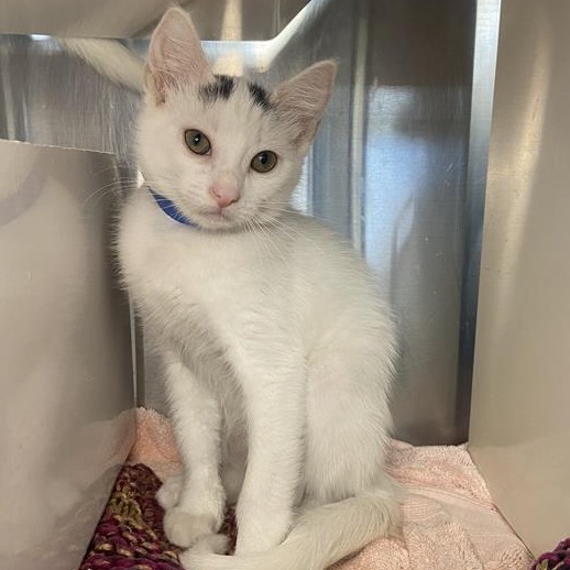 Chicken - Domestic Shorthair