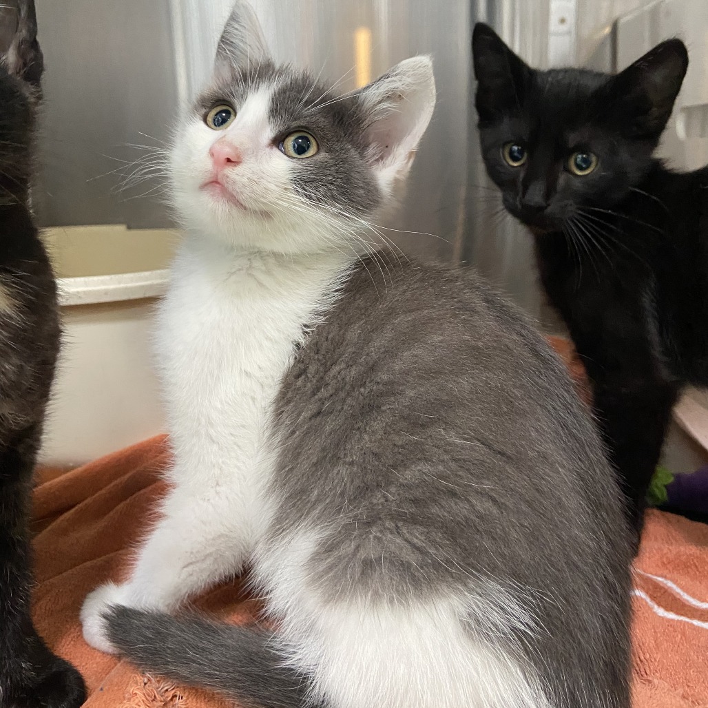 Cardinal - Domestic Shorthair