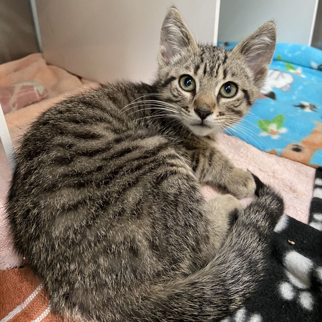 Pigeon - Domestic Shorthair