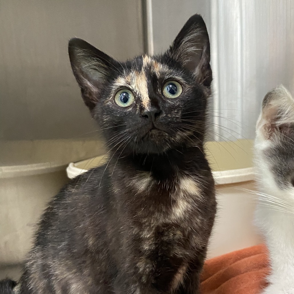 Little Owl - Domestic Shorthair