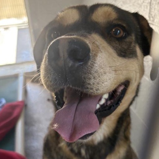 Copper - Terrier, American Pit Bull/Mix