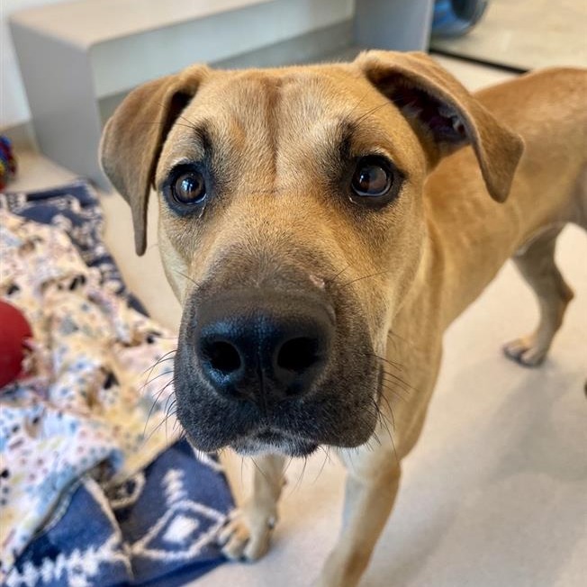 Stitch - Mixed Breed (Large)